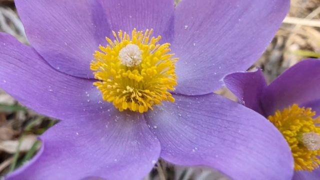 Сон-трава из Красной книги в лесу в Киеве!! 4К ВИДЕО смотреть онлайн