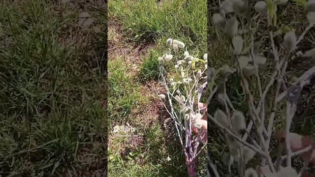 #верба проросла 🌿🌿🌿 #природа #relax #relaxing #shorts #shortsvideo #short смотреть онлайн