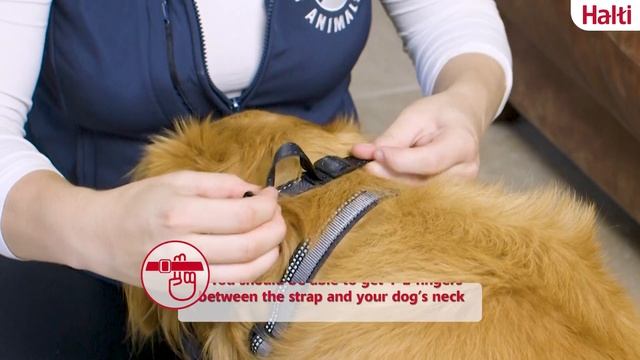 Halti No Pull Headcollar - how to fit and use смотреть онлайн
