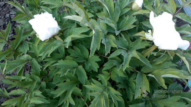 ДЕРЕВОВИДНІ ПІОНИ ЗАЦВІТАЮТЬ 2023 РІК TREE PEONIES WILL BLOOM IN 2023 смотреть онлайн