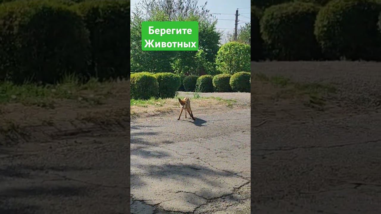 Берегите Животных !!! смотреть онлайн