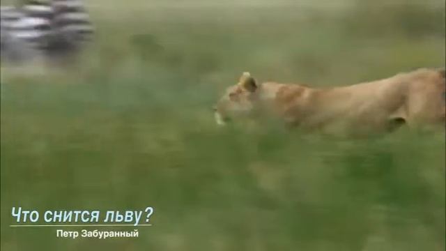 What do dream about a lion? (Что снится льву в зоопарке?) смотреть онлайн