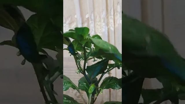 77 дней со дня посева сверхострых перцев. Первые завязи смотреть онлайн