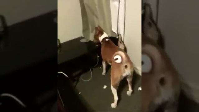 Playtime Basenji Style! смотреть онлайн