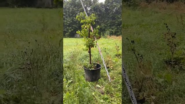 Черёмуха Обыкновенная смотреть онлайн