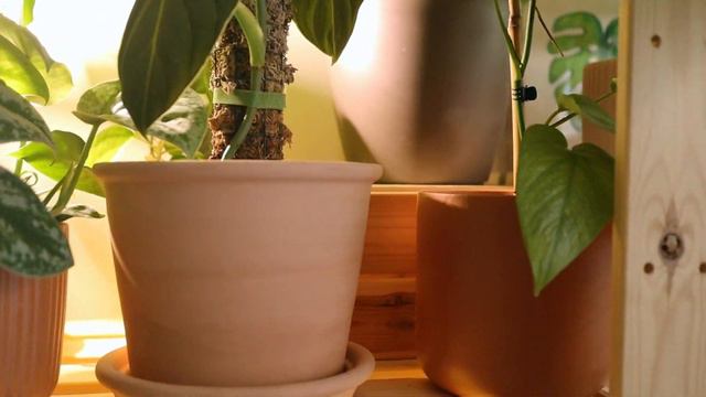 Guía completa Lechuza Pon: Que es y Como se utiliza. смотреть онлайн