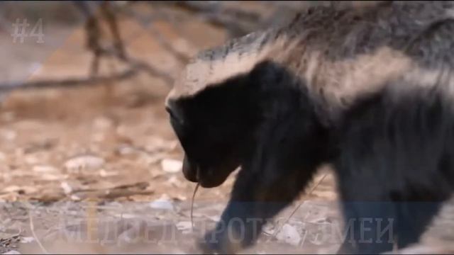 Honey badger. Don't care! смотреть онлайн