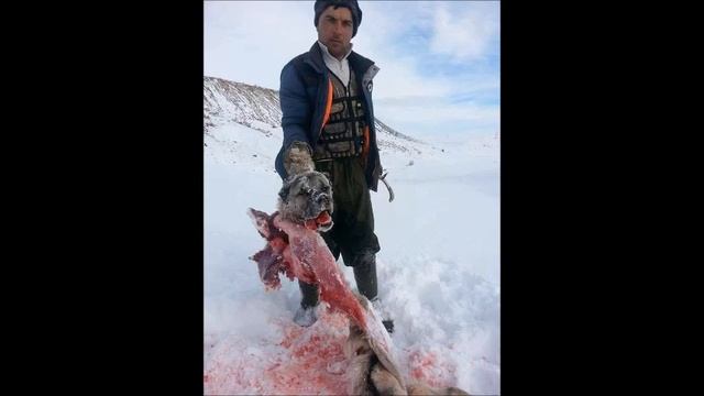 ГИГАНТСКИЙ ВОЛК СЪЕЛ ДВУХ СОБАК АЛАБАЯ / LOBO GIGANTE COMIÓ DOS PERROS ALABAY смотреть онлайн