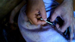 роды мопса жесть.