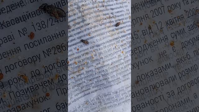 обработка от клеща Мавриком чц результаты смотреть онлайн