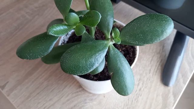 Plantele noastre au făcut aceste musculițe?! Le tratam ușor cu... .. смотреть онлайн