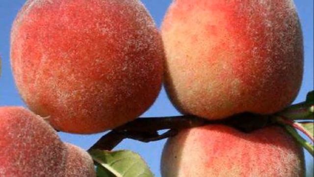 Выращивание персика на участке как бизнес идея смотреть онлайн