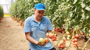 Томат Пинк Биф F1