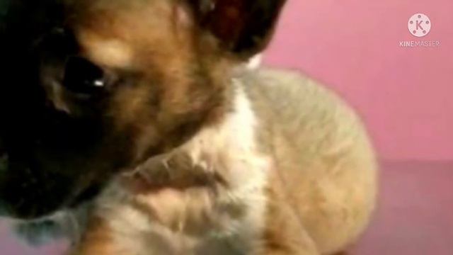 Живот собаки раздулся до состояния шара. хозяйка пришла в ужас, когда узнала вердикт ветеринара смотреть онлайн