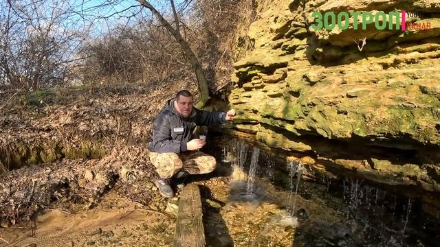 Роднички зимой. Днестровский лиман. Одесская область. Затока. Овидиополь. Водопад. Odesa 4k #зоотро