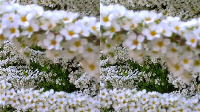 3D Video SBS - Spiraea Thunbergii