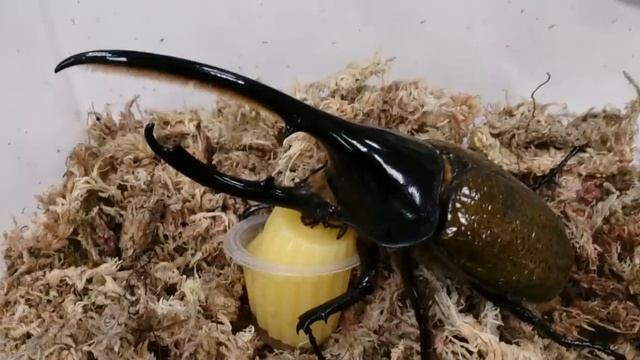 Dynastes hercules lichyi feeding Beetle Jelly смотреть онлайн