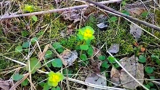Домачево, окрестности, Копаёвка в цветах смотреть онлайн
