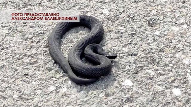 Серовчанин предостерегает земляков – от зимней спячки проснулись гадюки! смотреть онлайн
