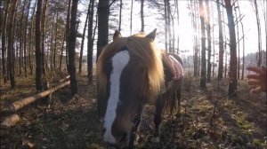 Трелевка леса лошадью. Дорого ли содержать лошадь. // Жизнь в деревне