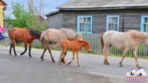 Саранпауль, лошади в селе