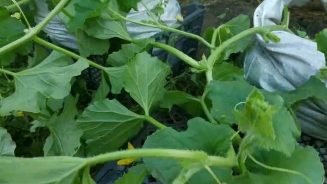 Обрезка дынь и арбузов (2 часть) / Как обрезать дыни