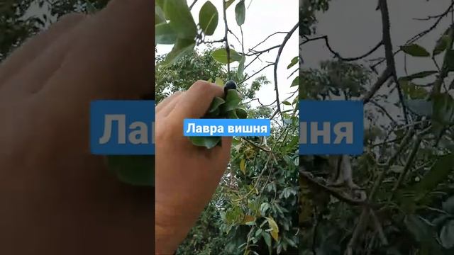 Лавровое дерево, лавровый лист, а это лавро вишня #shorts смотреть онлайн