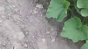 бензопила дружба с помпой для полива