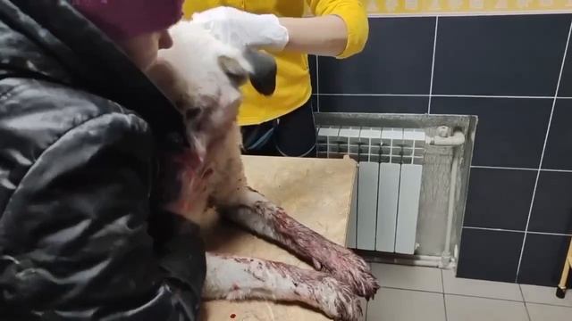 この犬は、ドネツクでウクライナ軍から砲撃を受けました。犬は負傷し、現在は地元の獣医師によって治療を受けています。大きくて優しい彼はきっと生き残るでしょう！ смотреть онлайн