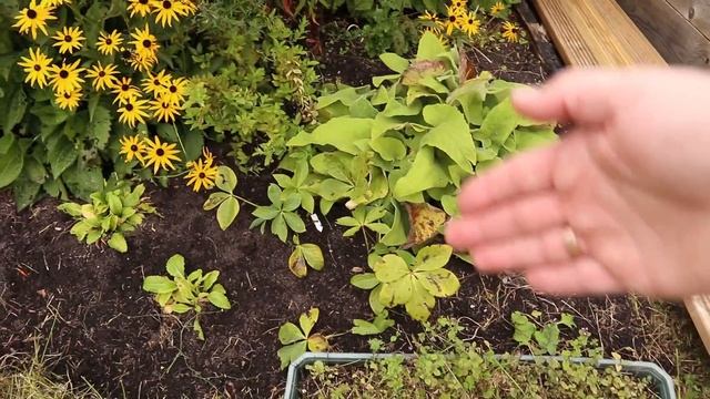 Желтый МИКСБОРДЕР в моём саду ❘ Ошибки и удачные решения ❘ Как сделать красивую клумбу смотреть онлайн