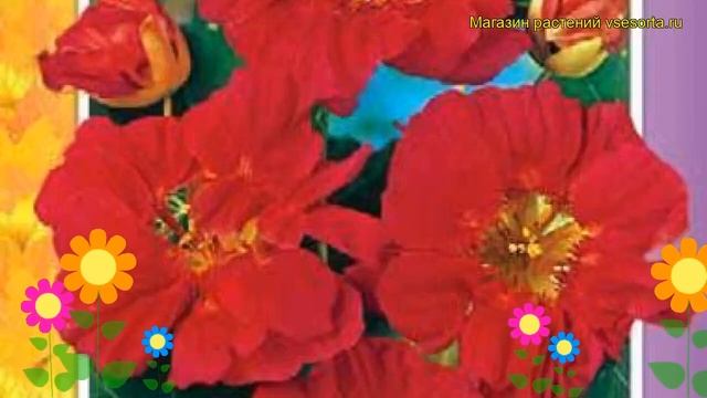 Настурция низкорослая Розовая вишня. Краткий обзор tropaeolum majus, t. nanum Rozovaya vishnya смотреть онлайн