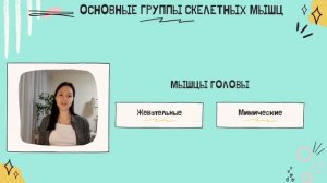 Видеоурок "Мышцы и их работа"