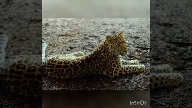 САМЫЕ ОПАСНЫЕ ЖИВОТНЫЕ АМАЗОНКИ | ОПАСНАЯ АМАЗОНКА смотреть онлайн