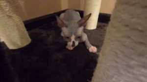 Котенок сфинкс первый день в новом доме.