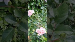 Английская роза Анна Болейн #roses #austin #englishrose #остин #английскиерозы #mygarden #flowers
