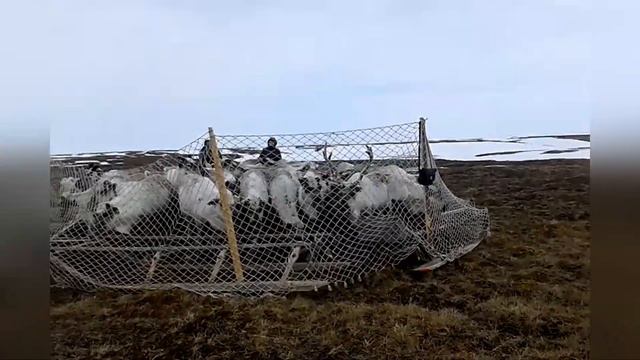 Ненцы / Оленеводы / Ямальский район смотреть онлайн