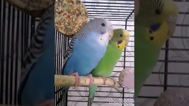 Стресс-компетенция