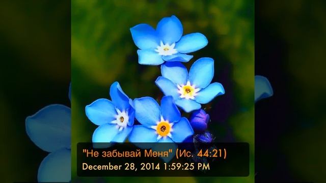 "Не забывай Меня" (Ис. 44:21) (Проповедь Александра Курмаева) смотреть онлайн