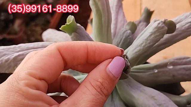 DIFERENÇA Das Suculentas Echeveria LÍNGUAS E Echeveria CULIBRA Dicas De Cultivo E Como Fazer Mudas