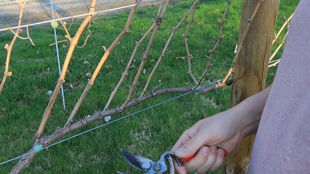 Vineyard Update and Pruning Plan смотреть онлайн