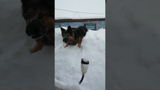 Барса. Царица снежной горы... смотреть онлайн