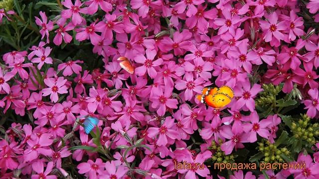 Флокс шиловидный Ред вингз (phlox subulata) ? Ред вингз обзор: как сажать, рассада флокса Ред вингз смотреть онлайн