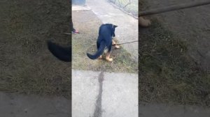 Погани грабли