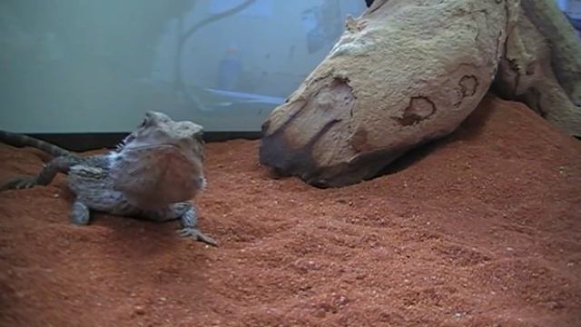 Sauros смотреть онлайн