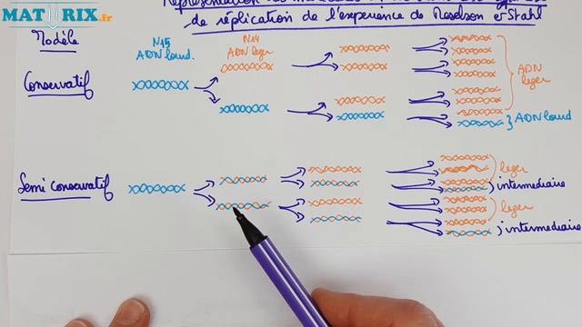 La réplication de l'ADN -SVT - LA VIE 1ère spé #2 - Mathrix смотреть онлайн