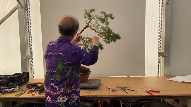 Impossible Pines For Literati