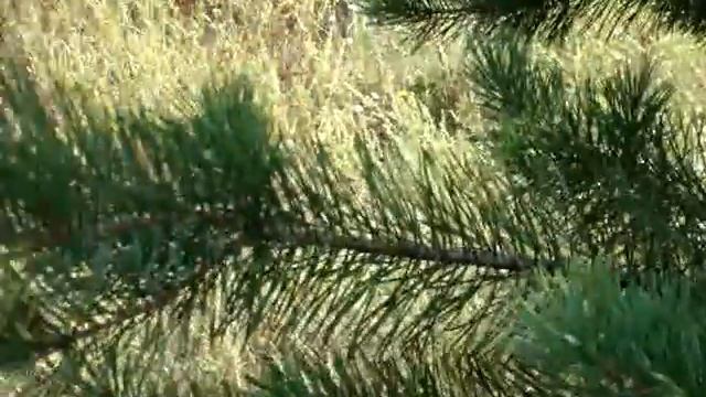 Как открыть рижские шпроты смотреть онлайн