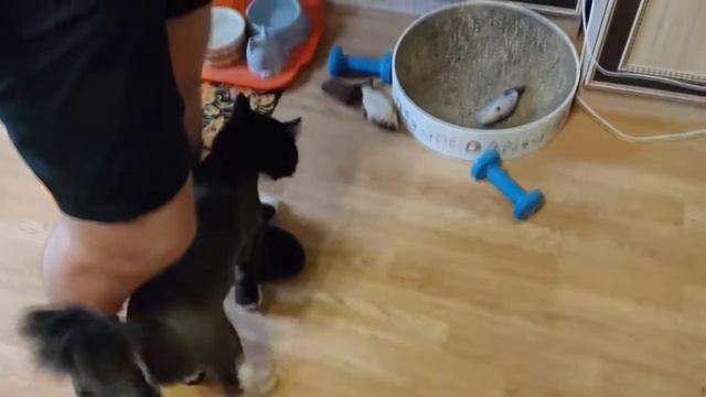 Шуба-дуба, ай, шуба-дуба, о Шуба-дуба, о да... смотреть онлайн