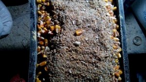 Костная мука своими руками