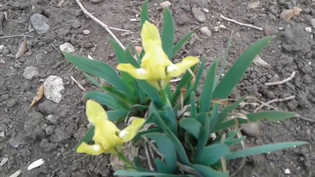 Весенние цветы смотреть онлайн
